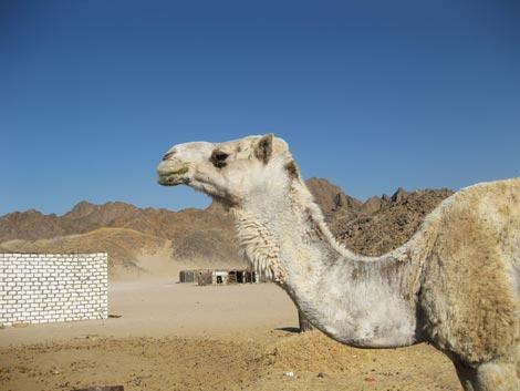 dromedario-deserto dromedario
