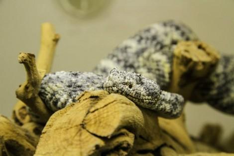 Serpente a Sonagli al Rettle Snake Museum Le location della serie Breaking Bad