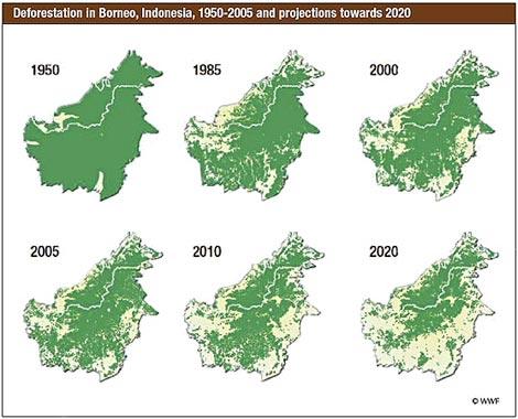 Deforestazione del Borneo