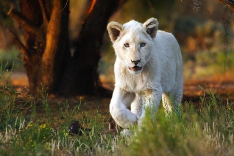 sud africa con bambini