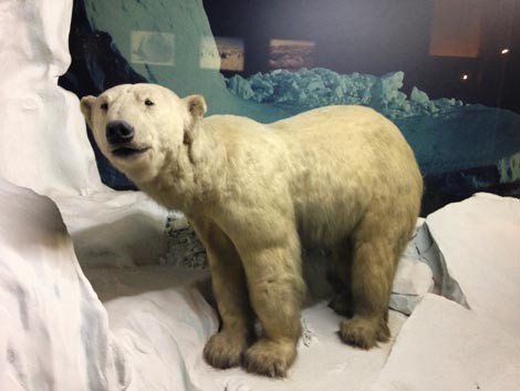 museo di zoologia a roma
