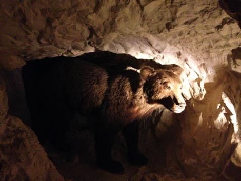 museo di zoologia roma con bambini