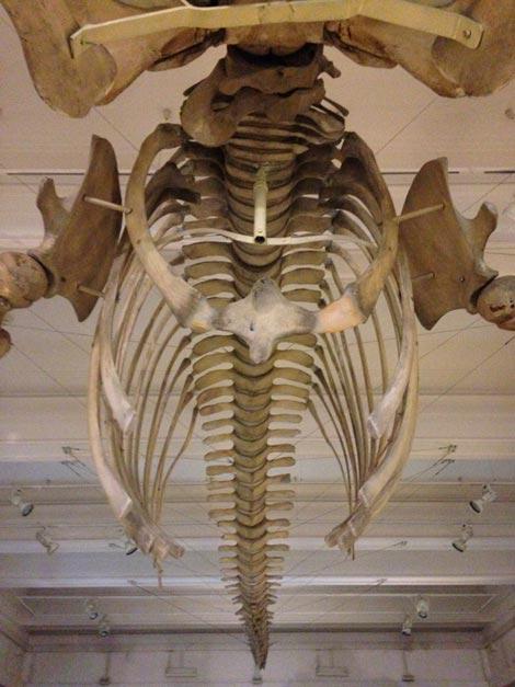 museo zoologia roma