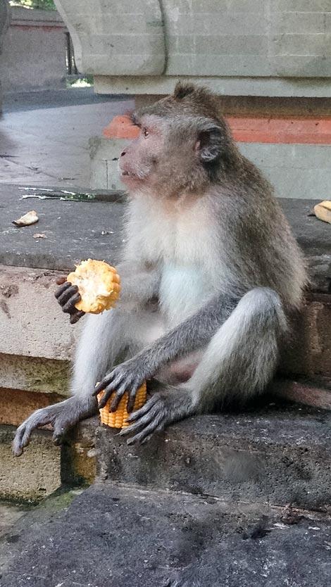 scimmie di bali