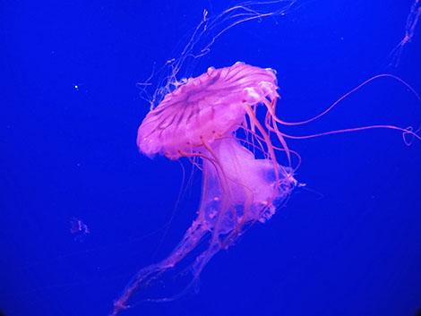 Weekend a Valencia con bambini: l'Oceanografico