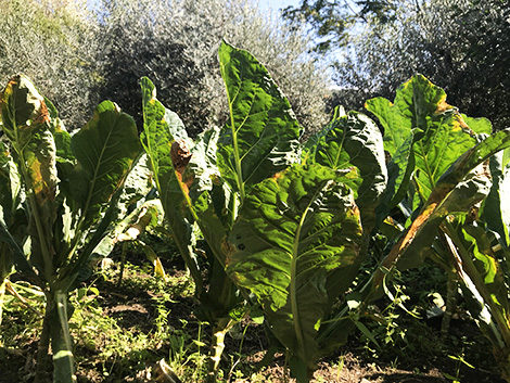 orto angolo verde