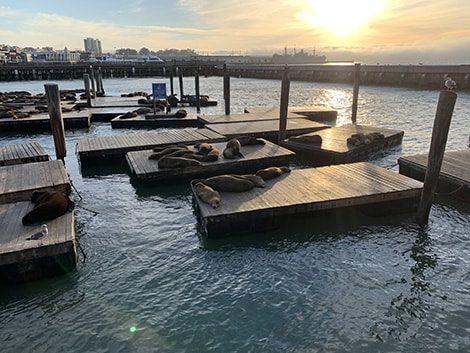 Leoni Marini Pier 39