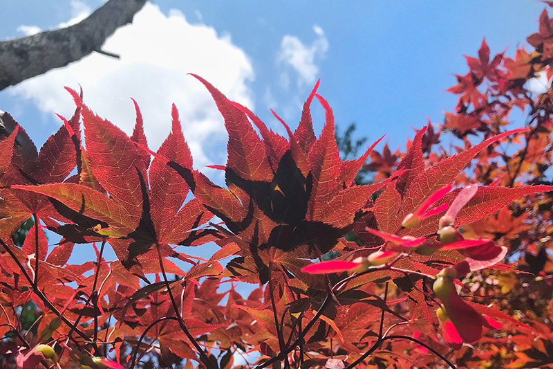 Giardino di Ninfa con i bambini