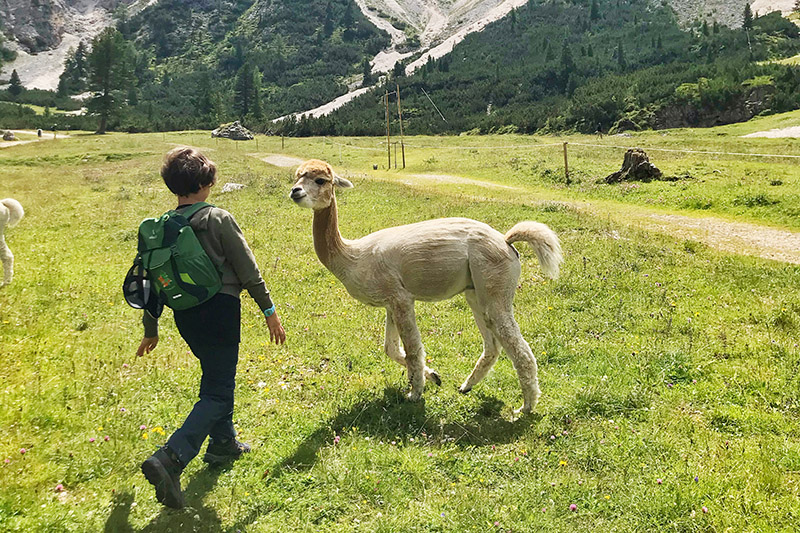 Diego e un alpaca al Rifugio Scotoni