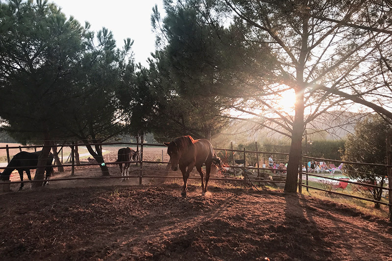 Cavalli alla Casa di Campagna fattoria in Umbria