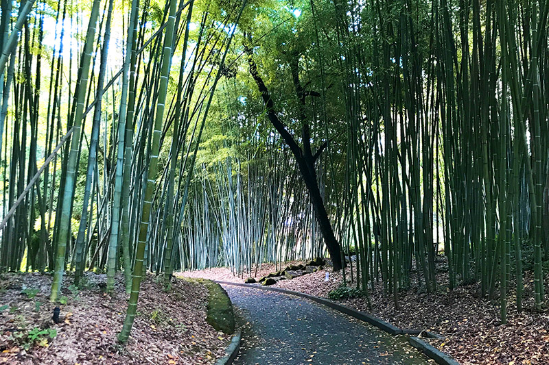 La Foresta di Bambù all'Orto Botanico di Roma