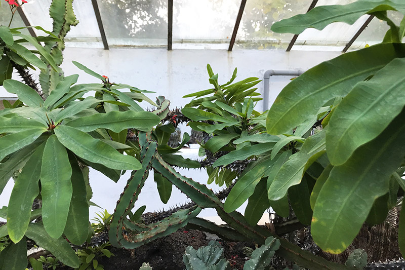 Orto Botanico di Roma, Serra Corsini