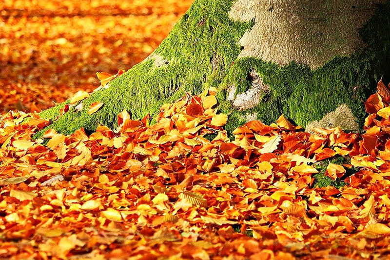 Monte Livata in autunno
