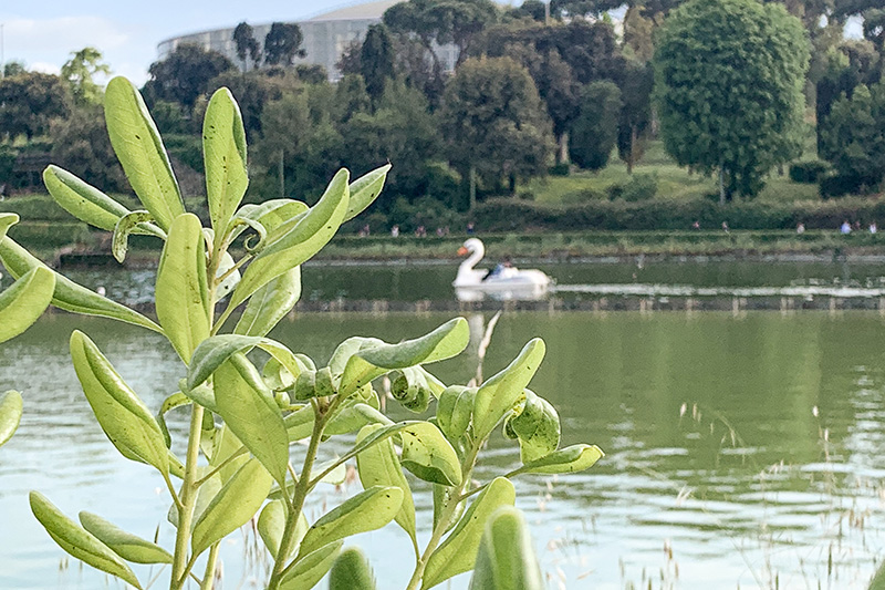 Pedalò Cigno al Laghetto dell'Eur
