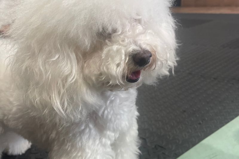 Puppy Yoga a Roma