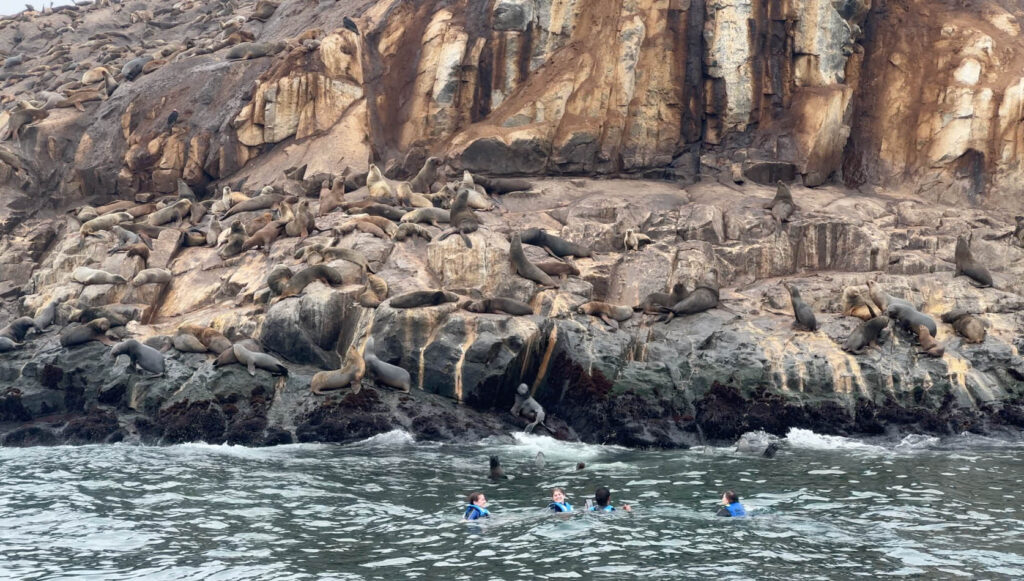 Viaggio in Perù: bagno con i leoni marini